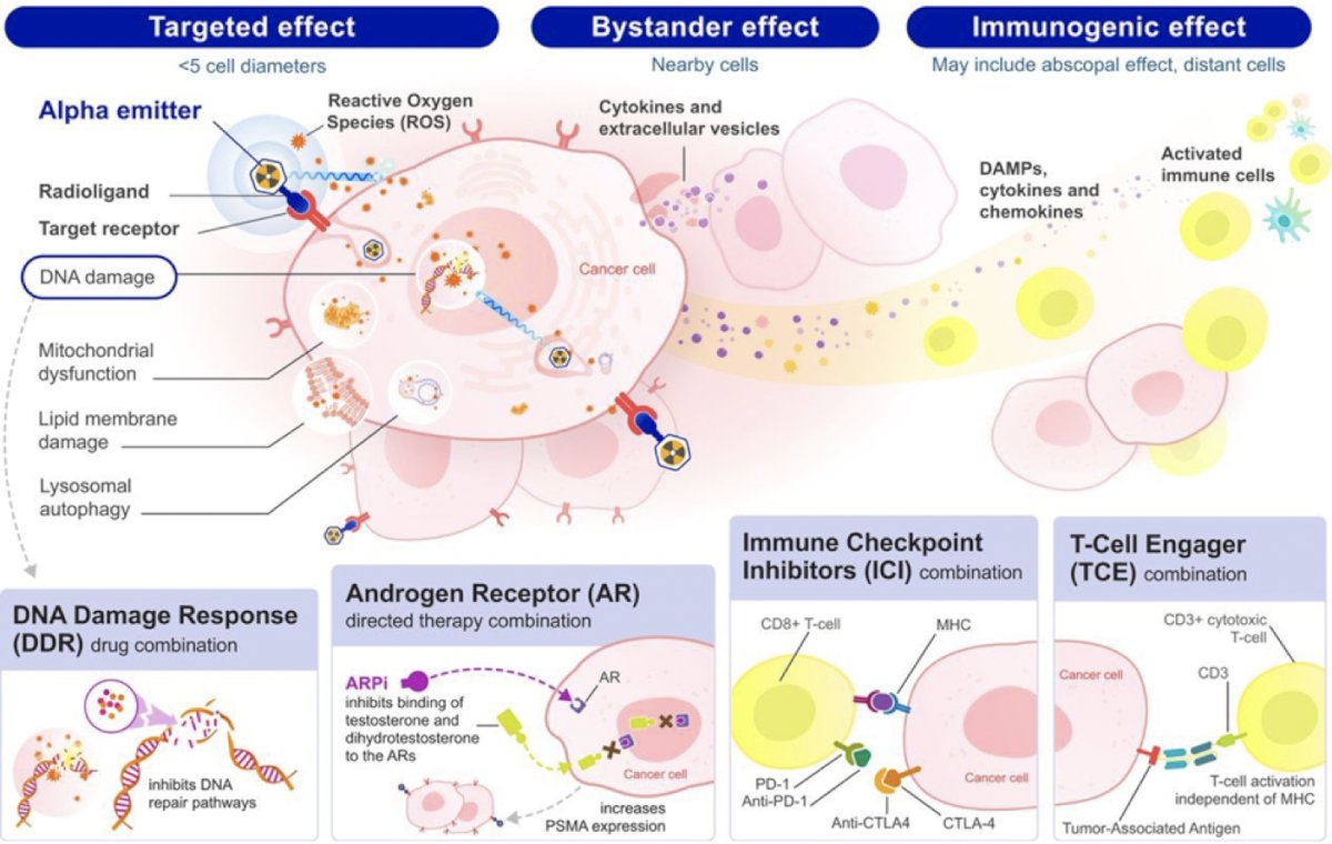 How do we explore or augment radiopharmaceuticals to improve outcomes? Dr. Finkelstein believes this may be a cocktail of radiotherapy, combination therapy with PARP inhibitors/CDK4-6/TKIs, alpha therapy, dose modulation, and immunotherapy: