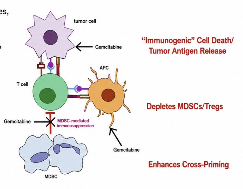 Intravesical gemcitabine, compared to mitomycin, is more effective and better tolerated. Gemcitabine has direct toxicity on the bladder by inhibiting (i) DNA replication, (ii) the formation of deoxyribonucleotides, and (iii) the nucleotide excision repair pathway. Additionally, gemcitabine has multiple immune-enhancing effects, including blocking the recruitment of MDSCs, enhancing the anti-tumor activity of CD8+ T cells and activated NK, it may enhance yoT cell (critical in the BCG response), and it increases the expression of HLA-I, Fas/FasL, and INF-gamma: