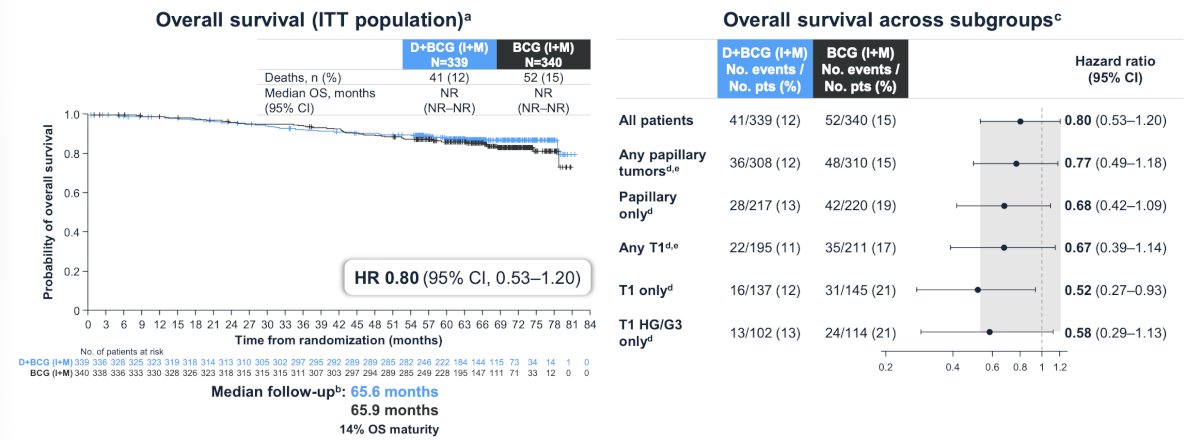 No detriment to overall survival (HR 0.80, 95% CI 0.53-1.20) was observed with the addition of durvalumab to BCG (induction + maintenance) across papillary subgroups: