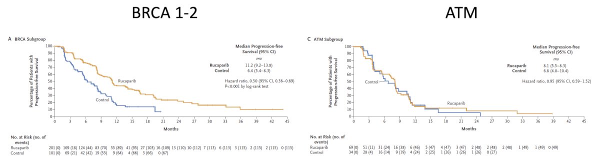 With regards to PARP inhibitors, TRITON-3 [1] evaluated rucaparib in patients with HRR-mutated mCRPC, including BRCA1/2 and ATM alterations. Patients with BRCA1/2 had a PFS benefit with rucaparib versus control (HR 0.50, 95% CI 0.36-0.69), whereas those with ATM alterations did not have a PFS benefit with rucaparib (HR 0.95, 95% CI 0.59-1.52):