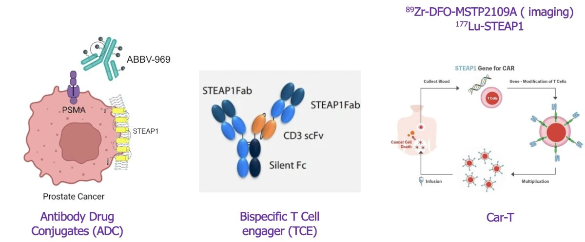 STEAP1 and STEAP2 are cell surface metalloreductases, demonstrating high prostate specificity and are strongly expressed in prostate cancer. Multiple therapeutic approaches are under development, including antibody drug conjugates, bispecific T-cell engagers, CAR-T cell therapies, imaging agents such as 89Zr-DFO-MSTP2109A, and radioligand therapies including 177Lu-STEAP1. Their near-universal expression and virtual absence in salivary glands and kidneys make them particularly appealing candidates for future development: