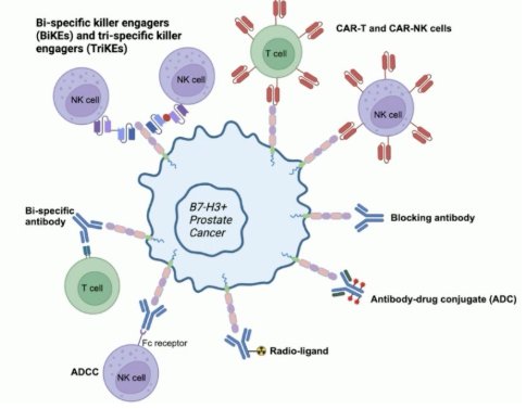 Another exciting target is B7-H3, a protein that is overexpressed in aggressive disease states and has been associated with metastasis, androgen independence, and poor prognosis. Importantly, B7-H3 may play a role in PSMA-non-avid tumors and therefore represents a potential strategy for overcoming resistance to PSMA-directed therapy. Dr. Eapen described B7-H3 as one of the hottest emerging radioligand targets in solid tumors and suggested that it could ultimately become a leading target for aggressive and PSMA-resistant prostate cancer phenotypes:
