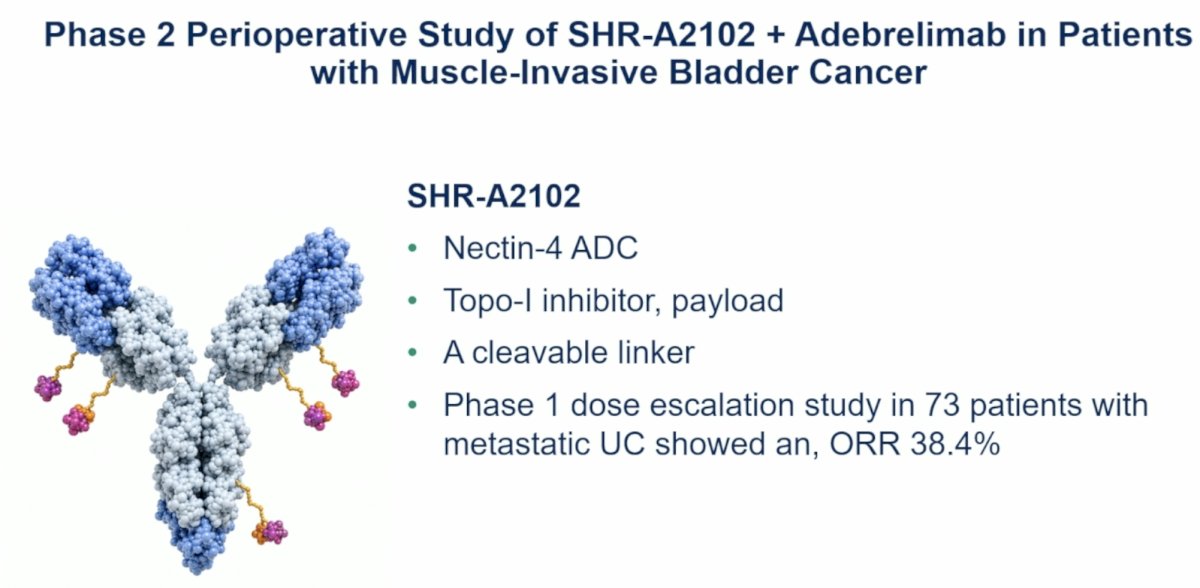 Dr. Apolo concluded by discussing SHR-A2102, a Nectin-4–targeted ADC with a Topo-1 inhibitor payload evaluated in combination with the PD-L1 inhibitor adebrelimab in muscle-invasive bladder cancer.
