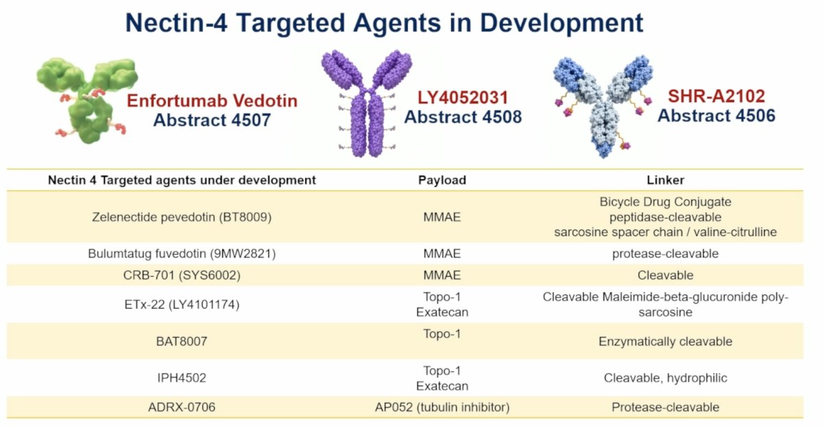 The LY4052031 data suggest that Nectin-4 remains a valid therapeutic target even after EV exposure, provided alternative payloads are utilized. Meanwhile, SHR-A2102 demonstrates the potential to move Nectin-4–directed ADC therapy earlier into the disease course in muscle-invasive bladder cancer.