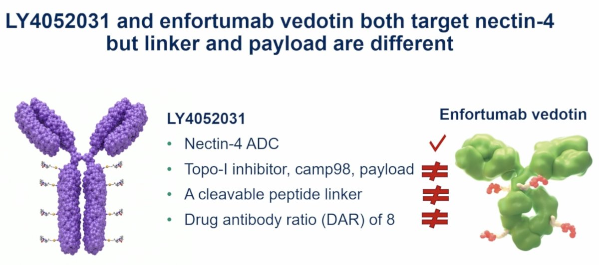 Dr. Apolo next discussed LY4052031, a novel Nectin-4–targeted ADC utilizing a Topo-1 inhibitor payload.. Although LY4052031 targets the same antigen as enfortumab vedotin, important mechanistic differences exist. Compared with EV, LY4052031 employs: