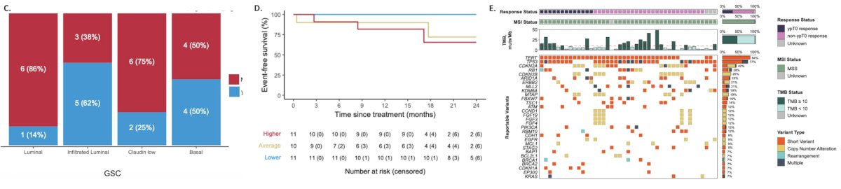 Dr. Maiorano noted an enrichment of ypT0 responses in non-luminal subtypes (46% versus 14% of luminal), with the infiltrated luminal subtype having the highest proportion of ypT0 (62%). Variance by subtype revealed that TOP1 had the lowest scores in the infiltrated luminal subtype. A few signatures involving metabolism and tumor microenvironment were statistically significantly associated with a lower odds ratio of ypT0, whereas TROP2 expression (p = 0.72) was not: