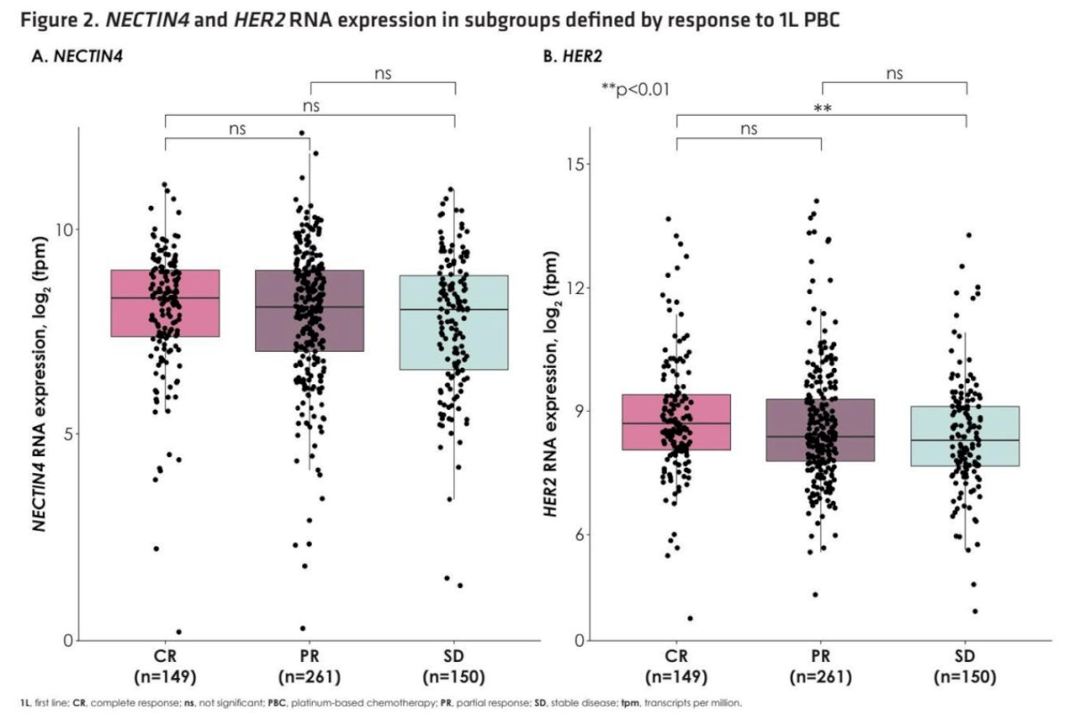 No significant differences in tumor NECTIN4 RNA expression were observed according to response category. In contrast, slightly higher HER2 RNA expression was observed in patients achieving a CR compared to those with SD.