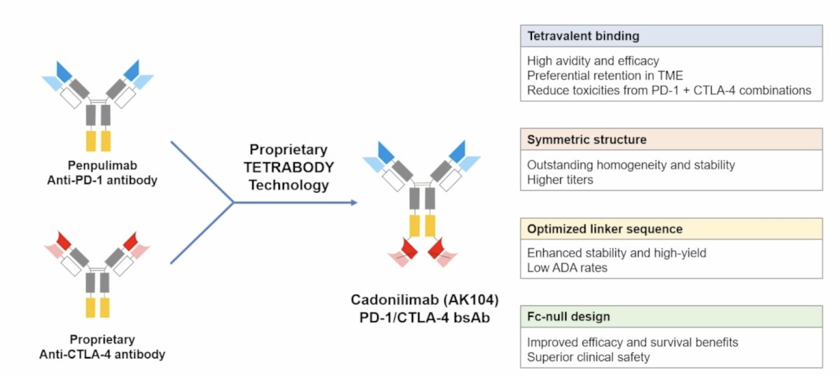 Cadonilimab, a bispecific PD-1/CTLA-4 antibody, has shown antitumor activity in various solid tumors, but its efficacy in RCC remains unknown:
