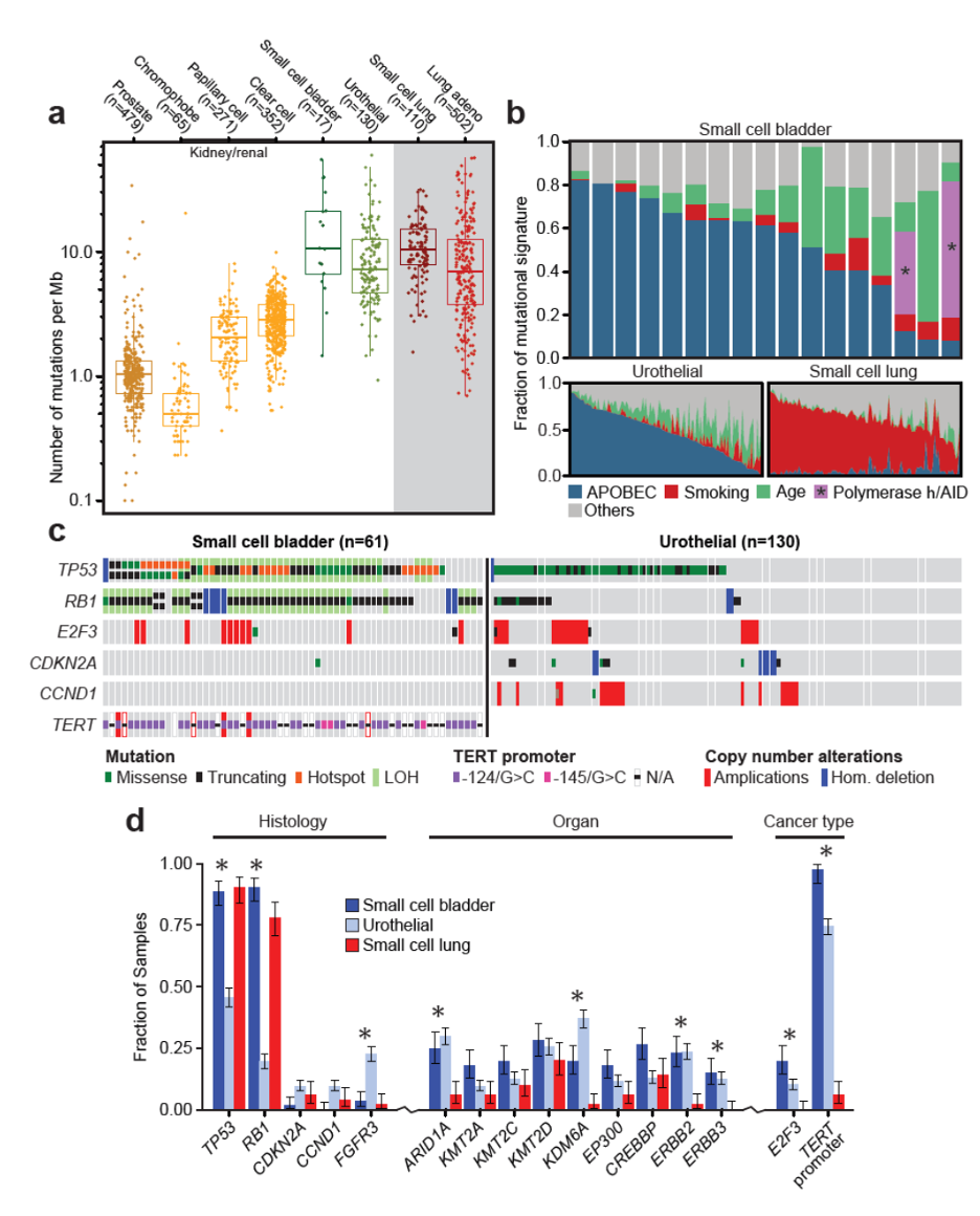 concluded_that_small_cell_cancers_of_the_bladder_and_lung_have_a_convergent_but_distinct_pathogenesis_with_small_cell_carcinomas_of_the_bladder_arising_from_a_cell_of_origin_shared_with_urothelial_bladder_cancer.jpeg