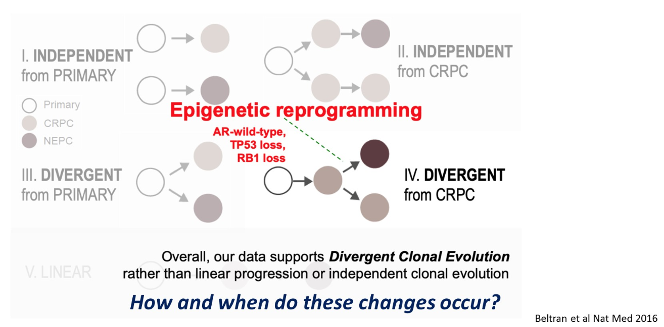 epigenetic reprogramming