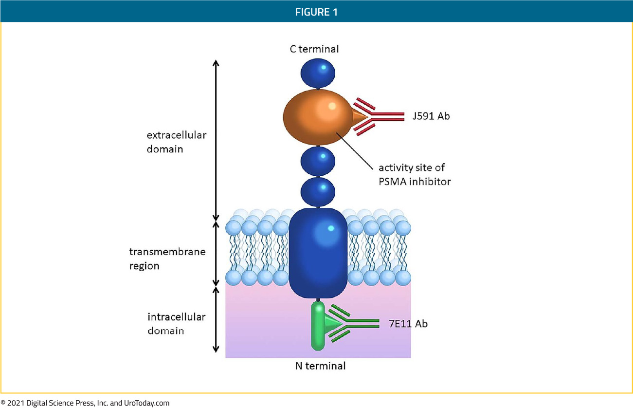 figure-1-PSMA-diagnostic-therapeutic2x.jpg