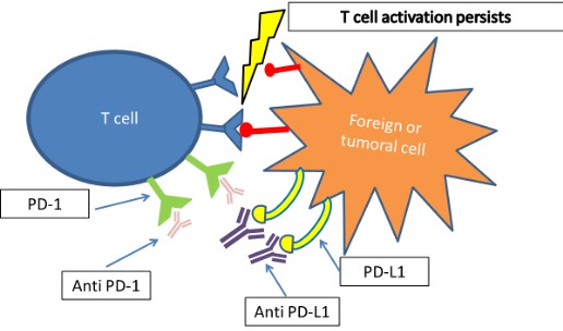 persistence of t cell activation