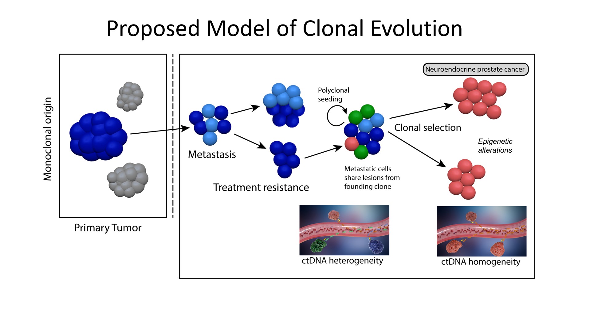 proposed model of clonal evolution