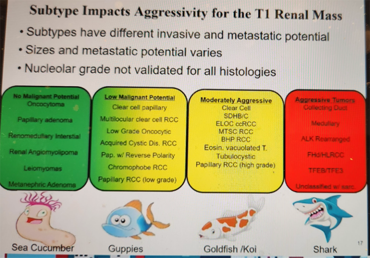 renal_tumor.png