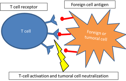 role of immune checkpoints