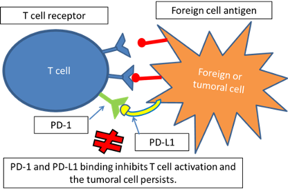 t cell activation