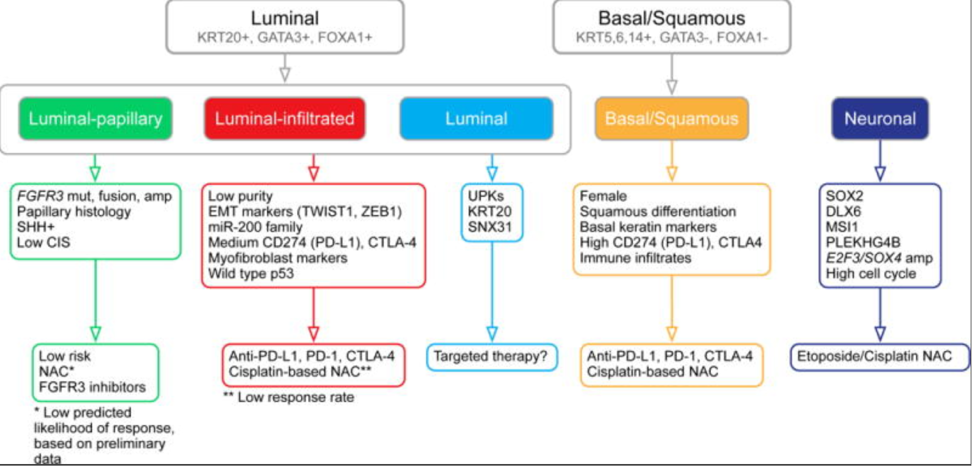 treatment by molecular subtype